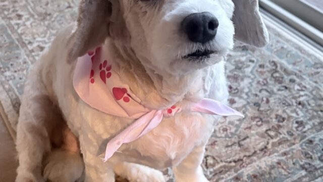 Woof Gang Bakery & Grooming Middleton WI